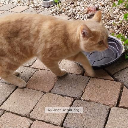 Photo 1/1 Chat trouvé Trouvé à Avesnes chaussoy