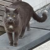 Photo de chat perdu à Montreuil