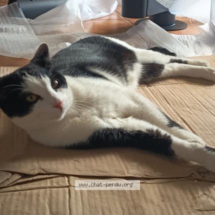 Photo 1/1 Alfred Chat perdu à Mirebeau sur beze