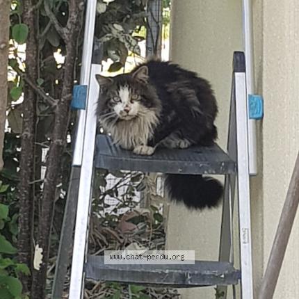 Photo 1/2 Chat trouvé Trouvé à Blagnac