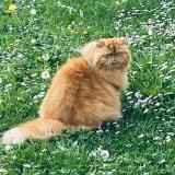 Photo de chat perdu à Thann