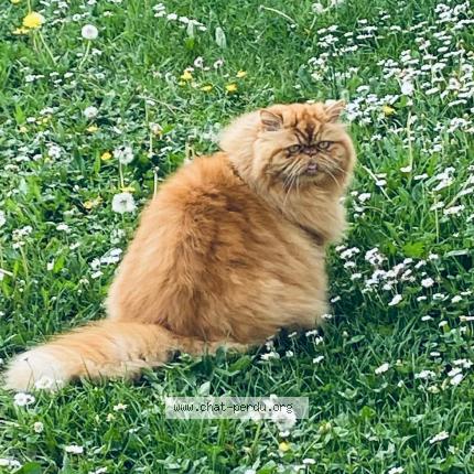 Photo 1/1 Guismo Chat perdu à Thann