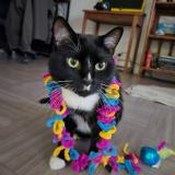 Photo de chat perdu à Saint Mande