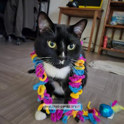 Photo 1/1 Mortymer Chat perdu à Saint mande