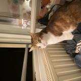 Photo de chat perdu à Saint Jean Chambre