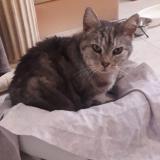 Photo de chat trouvé à La Trinite