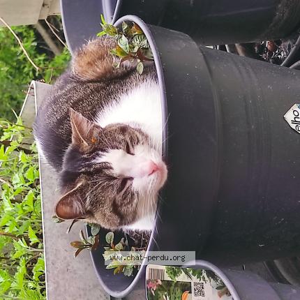 Photo 1/1 Chat trouvé Trouvé à Saint servais