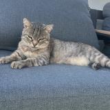 Photo de chat perdu à Millau