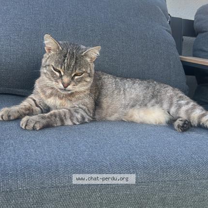 Photo 1/1 Sissy Chat perdu à Millau