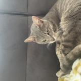 Photo de chat trouvé à Roche Lez Beaupre