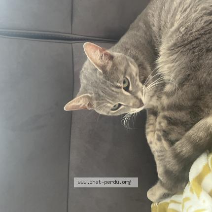 Photo 1/1 Chat trouvé Trouvé à Roche lez beaupre