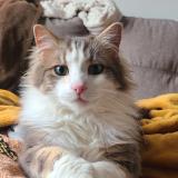 Photo de chat perdu à Vers Pont Du Gard