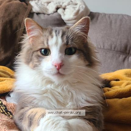 Photo 1/1 Pistache Chat perdu à Vers pont du gard