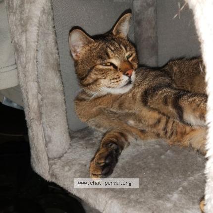 Photo de chat perdu à Peille