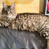 Photo de chat perdu à Les Mureaux