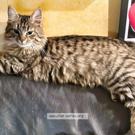 Photo 1/1 Malaga Chat perdu à Les mureaux