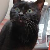 Photo de chat trouvé à Le Plessis Bouchard