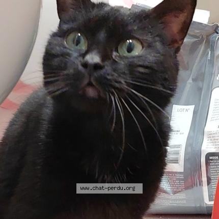 Photo 1/1 Chat trouvé Trouvé à Le plessis bouchard