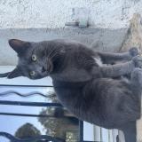 Photo de chat perdu à La Roquette Sur Siagne