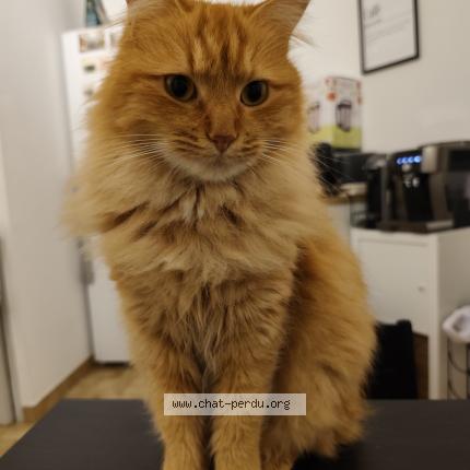 Photo 1/1 WALL-E Chat perdu à Montpellier