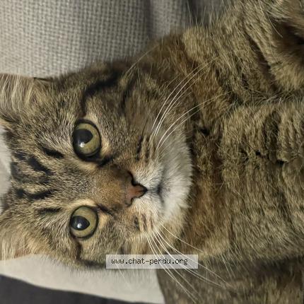 Photo 1/1 Chat trouvé Trouvé à La riche