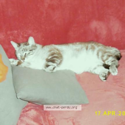 Photo 1/1 Brigitte Ripet Chat perdu à Charleroi