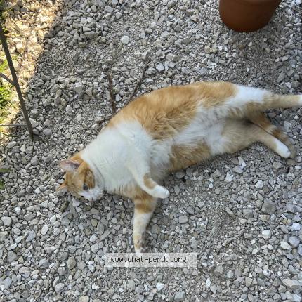 Photo 1/1 Lucky Chat perdu à Chambery