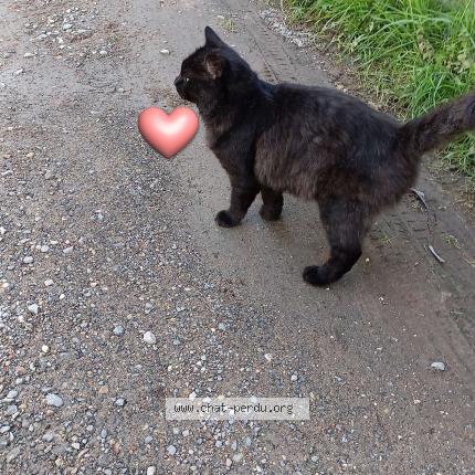Photo 1/1 Simba Chat perdu à Le blanc