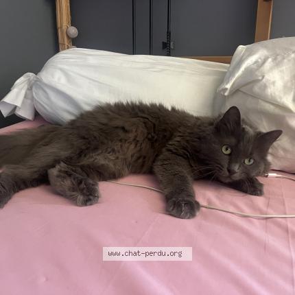 Photo 1/1 Nanapouf Chat perdu à Mitry mory