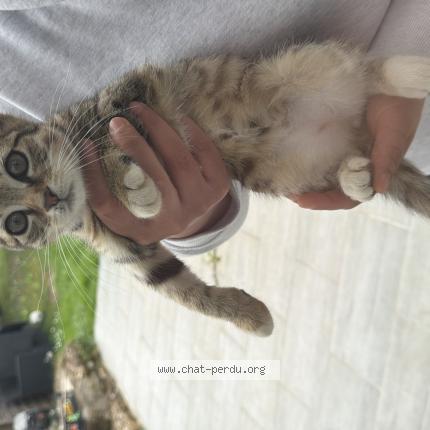 Photo 1/1 Chat trouvé Trouvé à Limours
