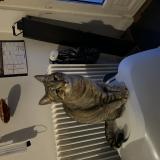 Photo de chat perdu à Roubaix