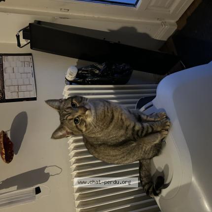 Photo 1/1 Guizmo Chat perdu à Roubaix