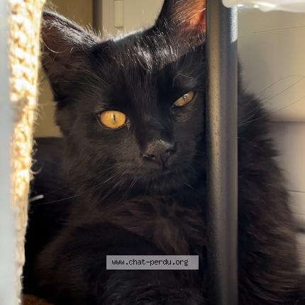 Photo 1/1 Salem Chat perdu à La grand croix