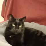 Photo de chat perdu à Le Blanc Mesnil