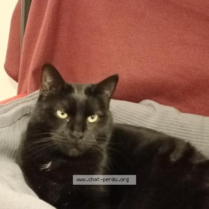 Photo 1/1 Bambinito Chat perdu à Le blanc mesnil