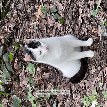 Photo 1/1 Chat trouvé Trouvé à Bordeaux