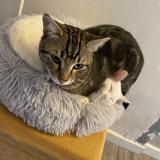 Photo de chat perdu à Anzin