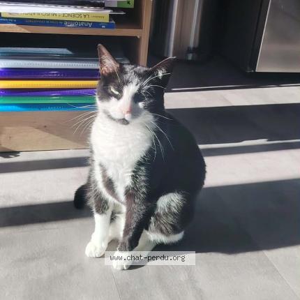 Photo 1/1 Nova Chat perdu à Lormont