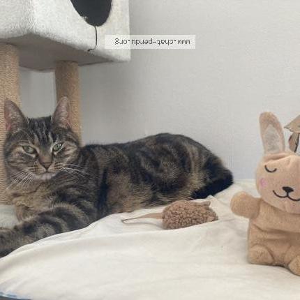 Photo 1/1 Mia Chat perdu à Olivet