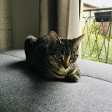 Photo de chat perdu à Balma