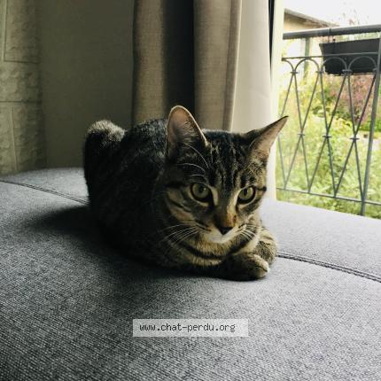 Photo 1/1 Griffouille Chat perdu à Balma