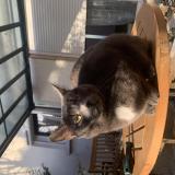 Photo de chat perdu à Mably