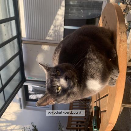 Photo 1/1 Smokie Chat perdu à Mably