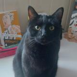 Photo de chat perdu à Donzere