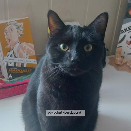 Photo 1/1 Taeyun Chat perdu à Donzere