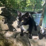 Photo de chat trouvé à Nantes