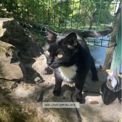 Photo 1/1 Chat trouvé Trouvé à Nantes