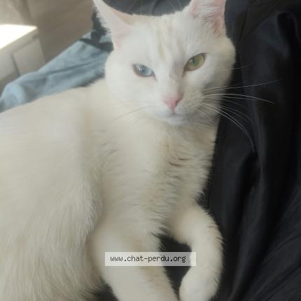 Photo 1/1 Matcha Chat perdu à Lyon