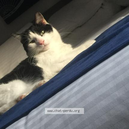 Photo 1/1 B&eacute;b&eacute; Chat perdu à Laval