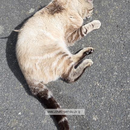 Photo 1/1 Chat trouvé Trouvé à Saint Macaire En Mauges
